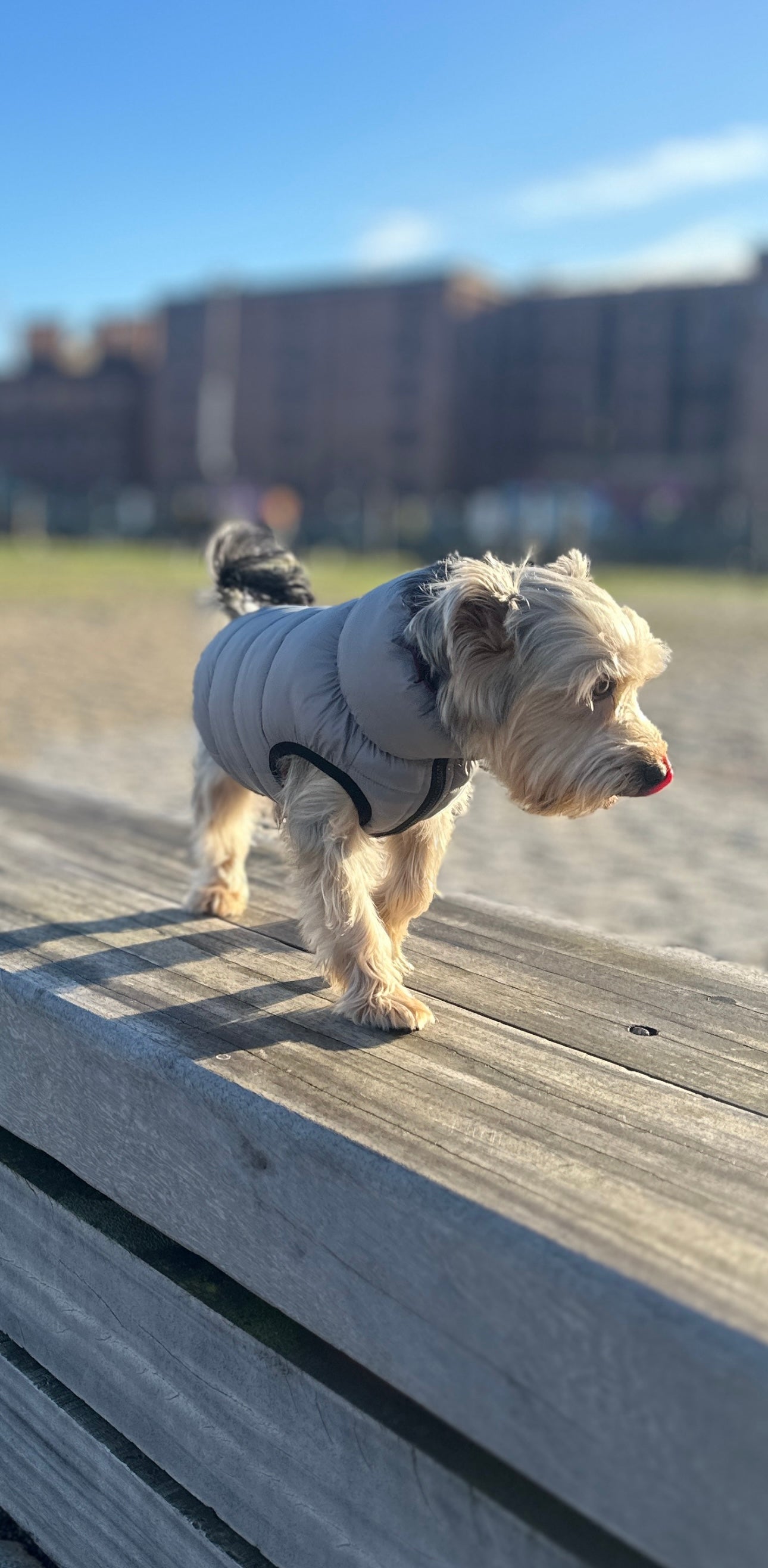 Fancy dog clearance jackets